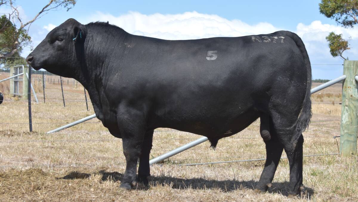 SECOND TOP PRICE: Te Mania Nehill N377 sold for $20,000 to Woonallee, Furner SA.