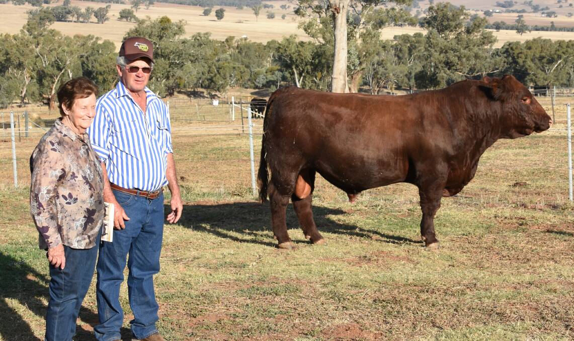 Lyndall Bennett, "Dromore", Wilcannia, with Gerald Spry and her $38,000 top price purchase Sprys Boom Time M222.
