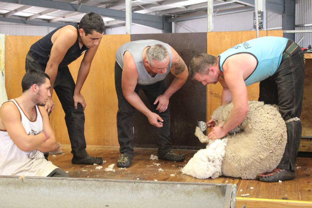 Prioritising shearer and wool handler training