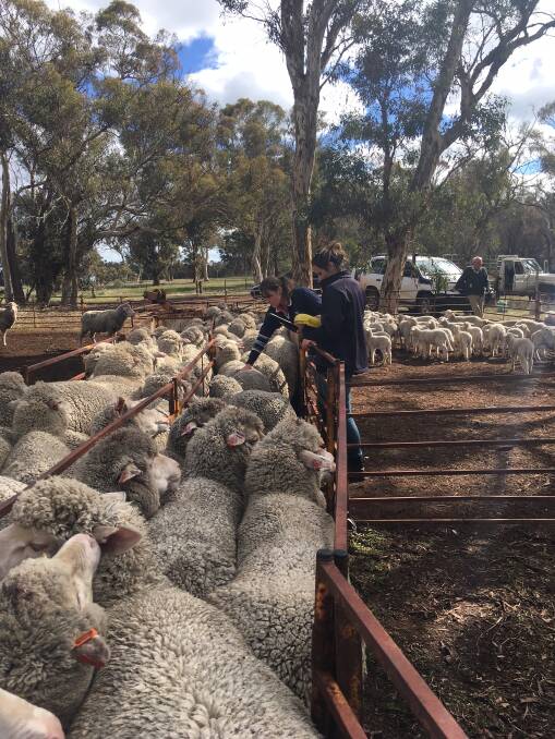 Researcher  Amy  Lockwood  and  Dr  Serina  Hancock  condition  scoring  some  ewes  at  one  of  the  research  sites  in  WA.