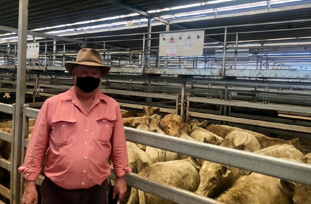 Elders agent Greg McNamara with a pen of 22 Charolais heifers, 369kg, from Mount Annan, Holbrook which sold for $2070. Photo: NVLX