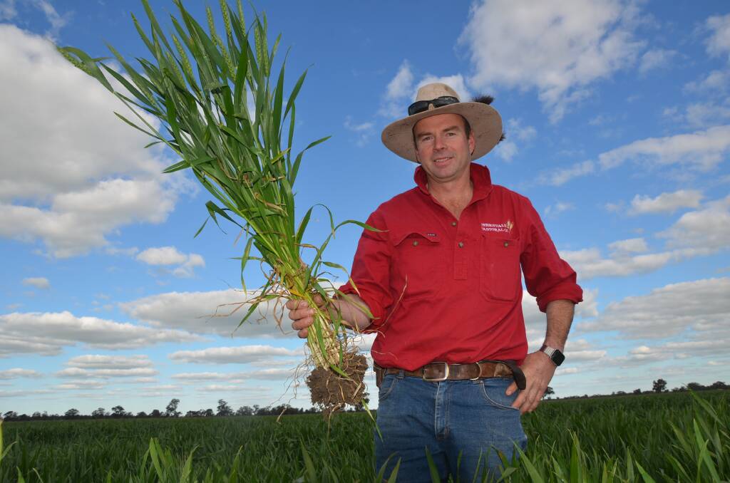 Oaklands grower Craig Smith, Innesvale, has 30 hectares of RockStar wheat planted this year and is hoping it could be a replacement for SunTop.