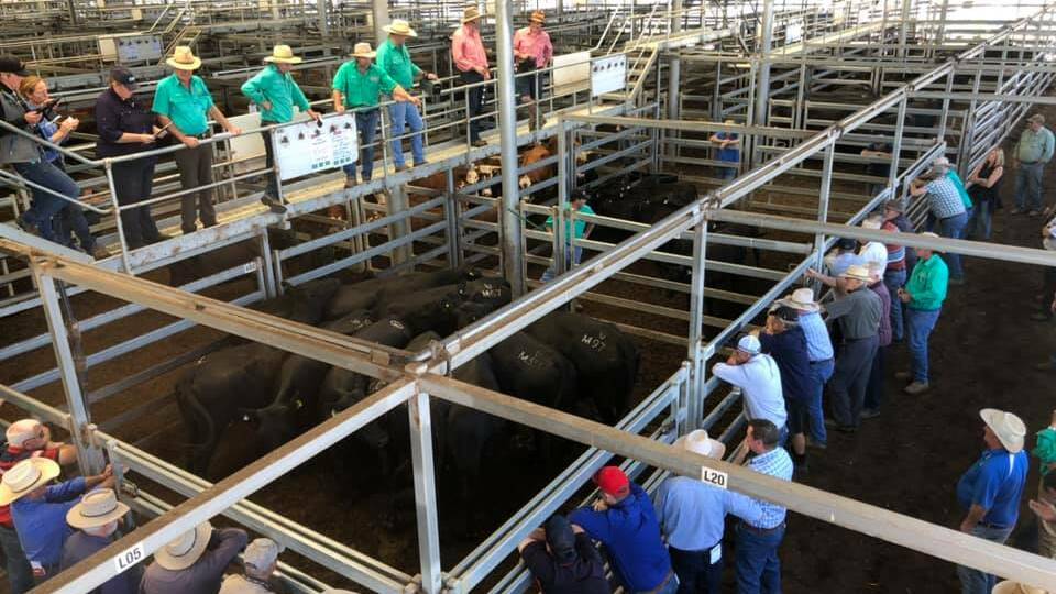 YARDING UP: There were 3500 cattle yarded at Wodonga last week, 1500 more then the 2000 originally advertised. Photo by NVLX.

