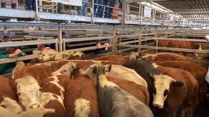 Quality was back but prices rose by 20-40 cents per kilogram at the Wodonga store sale this week. Photo source NVLX. 
