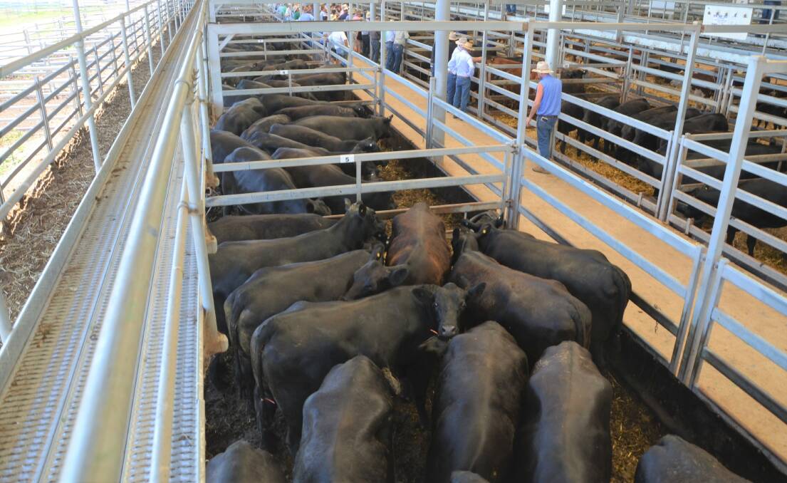 PEN: The Webbs' PTIC cows sold for a top of $3260.