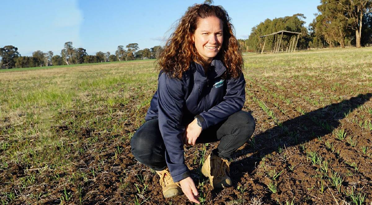 Riverine Plains Project Officer, Jane McInnes, at the Boorhaman, Vic oats/vetch trial. The trial site is one of six across southern NSW and northern Victoria that are part of the Fodder for the Future project. Photo: Riverine Plains