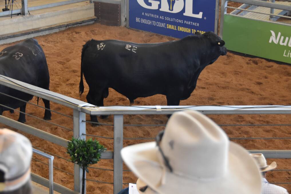 TOP PRICED BULL: Lot 22 Murdeduke Black Pearl Q205 (pictured) was already on the truck before the Queensland Country Life could capture a top price photo. 