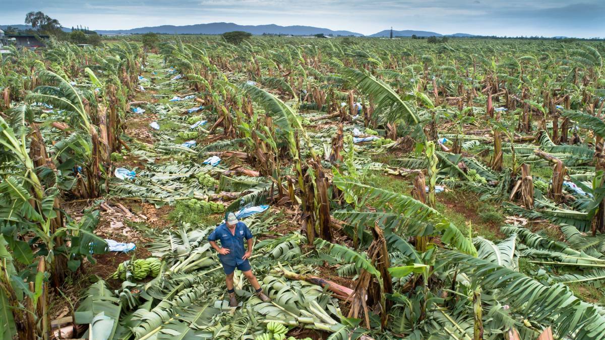 Banana grower Charles Camuglia, who lost 100 per cent of his crop, surveys the damage on his farm. 