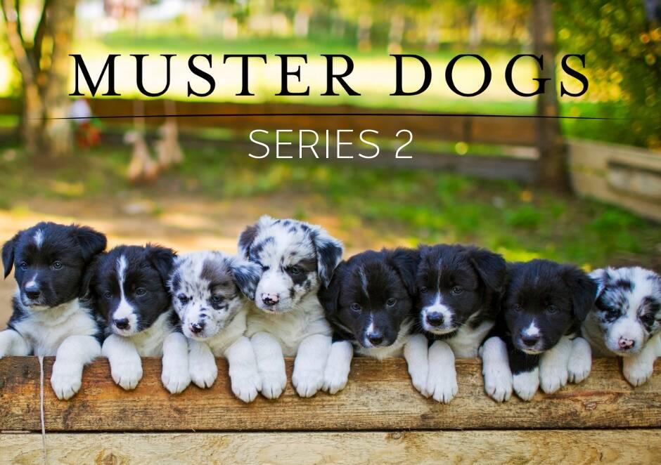 CUTE: Season two of the popular Muster Dogs mini-series will feature Border Collie pups. Photo by ABC Australia,