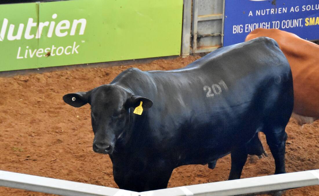 SIRE APPEAL: The 27-month-old Ultrablack bull was registered to the Brangus society and was a son of the $400,000 SAV International out of Telpara Hills Miss Csonka.
