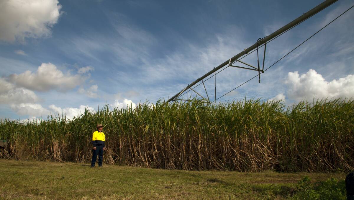 
​MSF Sugar’s Irrigation Supervisor for Maryborough, Andrew Adams, assesses the crop following water shortages in the region.