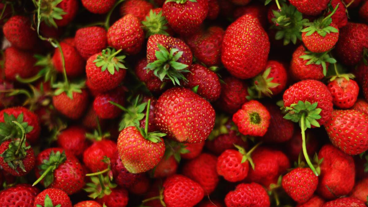 WORKING TOGETHER: Strawberry growers in the Yarra Valley have been proactive in confronting the COVID-19 challenges. 