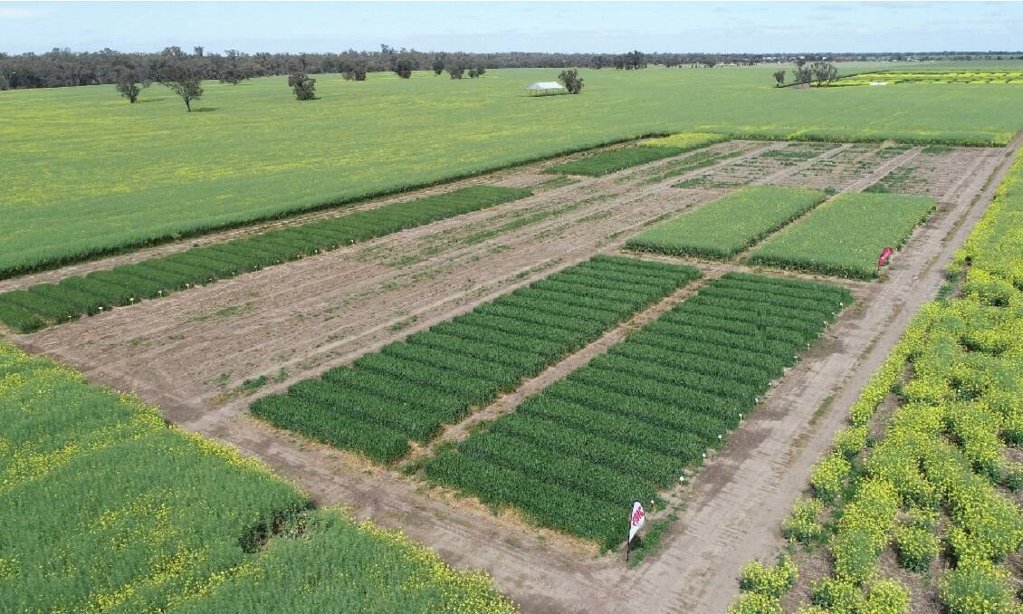 The 2020 Horsham Overwatch herbicide site, featuring wheat, barley and canola, demonstrated excellent weed control, crop safety and compatibility with other products.
