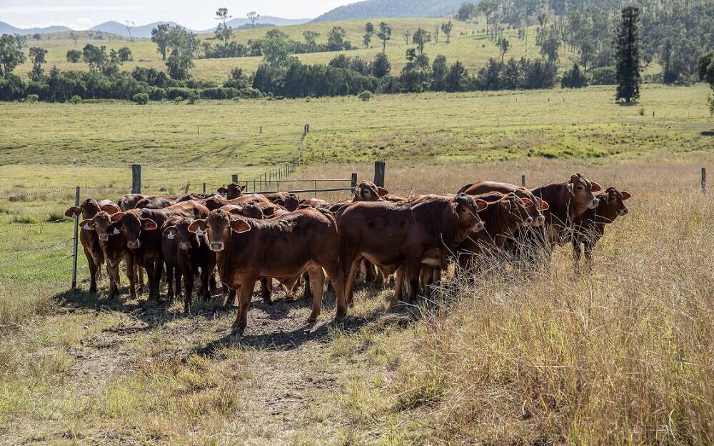 Cattle ticks are among the most economically damaging of parasites, costing the industry $156m each year.