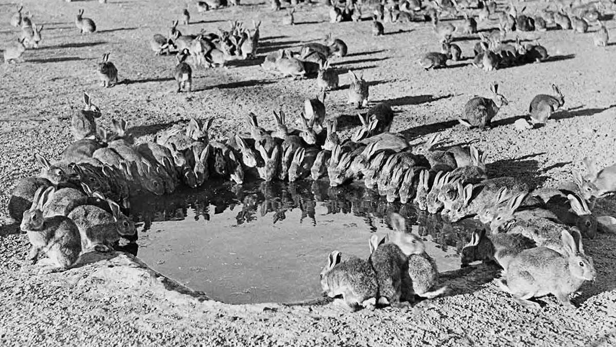 Rabbits gather at a water hole in 1938 during unsuccessful myxomatosis trials on Wardang Island off Yorke Peninsula in South Australia. Picture from National Archives of Australia