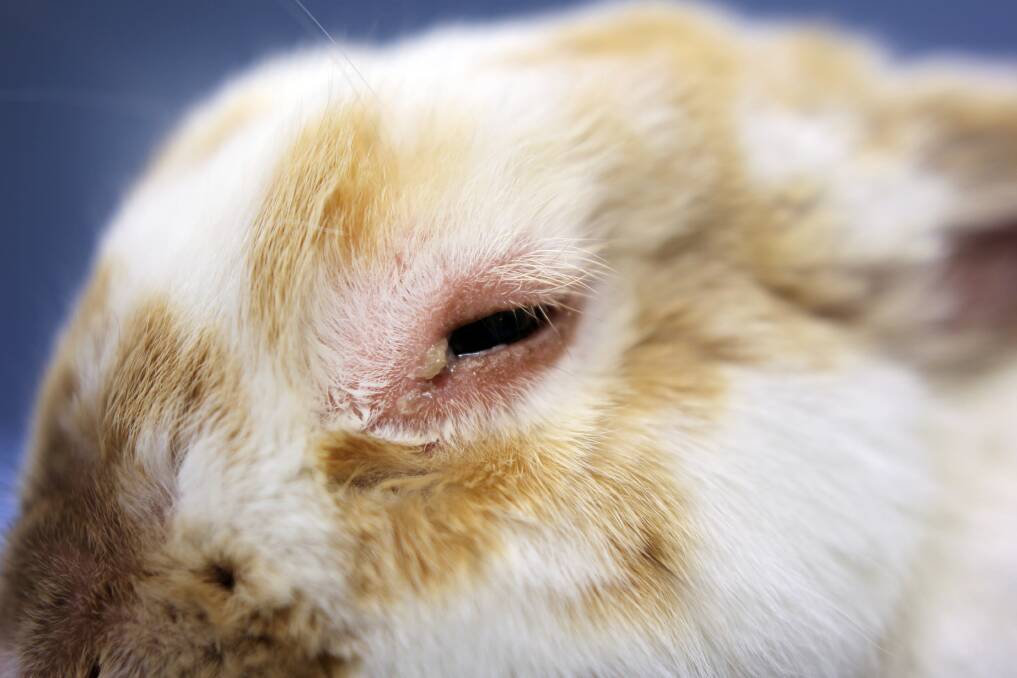 A rabbit in 2011 displaying symptoms of myxomatosis which include swollen eyes. 