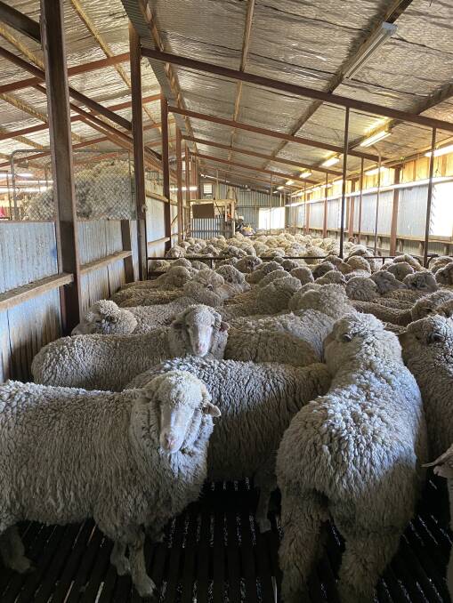 The processes of Australian Wool Innovation's board nomination committee have been discussed in Senate estimates. 