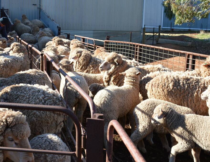 WoolProducers Australia says it supports AWI's board nomination committee's recommendations. 