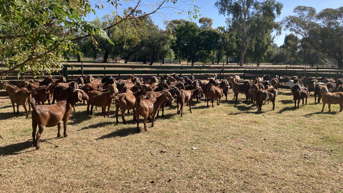 Goat Industry Data Collation and Tracking Project has been pulling together vital data to help the Australian goatmeat industry. Photo supplied NSW DPI.