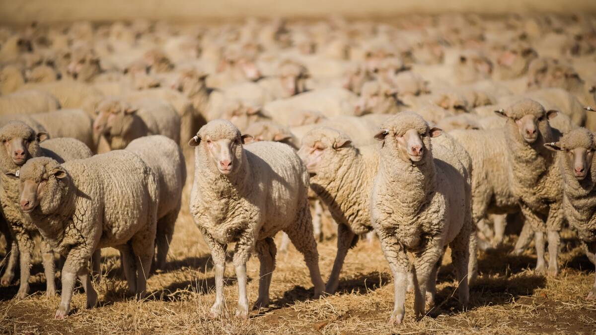 Australian Wool Innovation has tweaked education programs following the pandemic in a bid to improve its performance. 