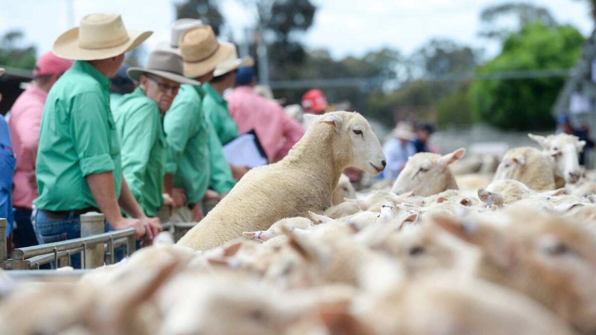 MARKETS: Trade lamb prices have slipped as increased yardings bring downward pressure to the market. Photo by Darren Howe. 