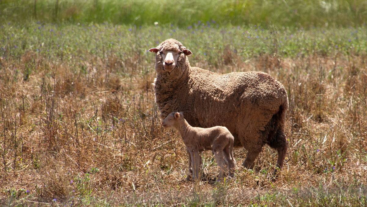 Sheep producers need to be mindful on how to manage supplemental feeding during lambing periods. Photo via Shutterstock.