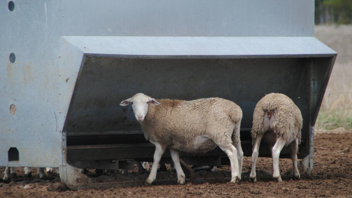 Nominations for the Sheep Producers Australia non-executive director positions close on July 9. 