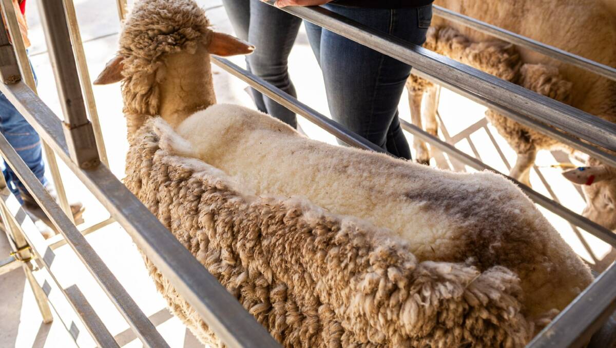 A sheep that has undergone biological defleecing as showcased at a demonstration day at the Falkiner Memorial Field Station. 