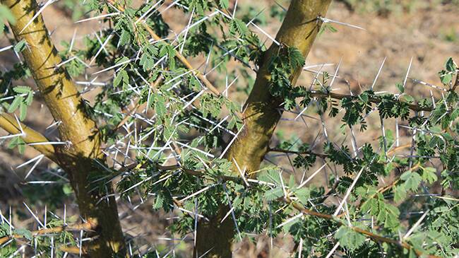 Prickly acacia is a weed of national significance.