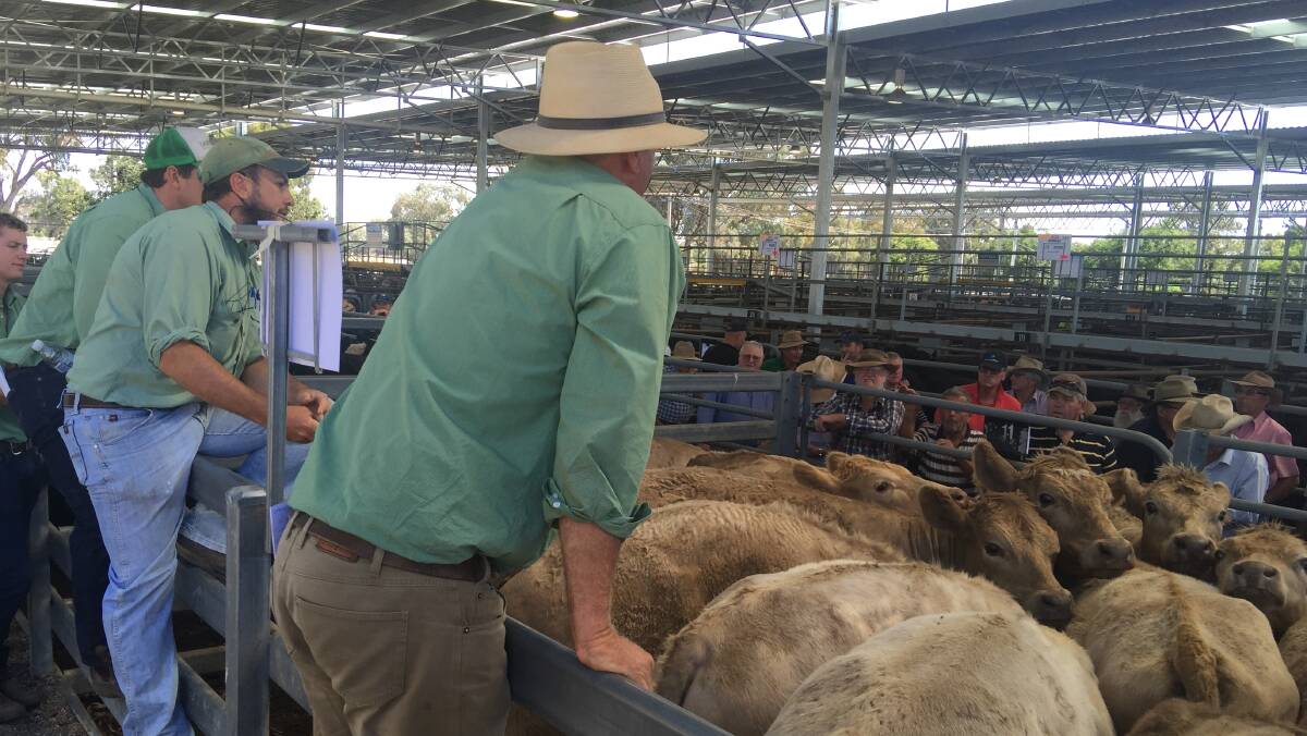 Landmark auctioneer Hayden Rogers, left, in action at today's Euroa store cattle sale.