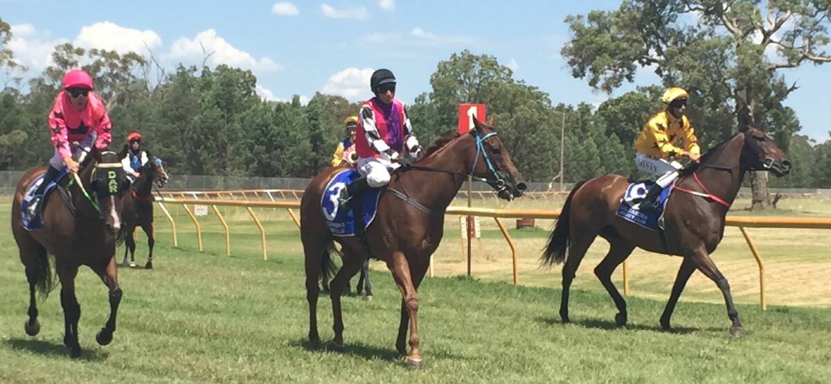 Ryan brings Artistic Beauty back to scale after winning his 10th Gilgandra Cup.