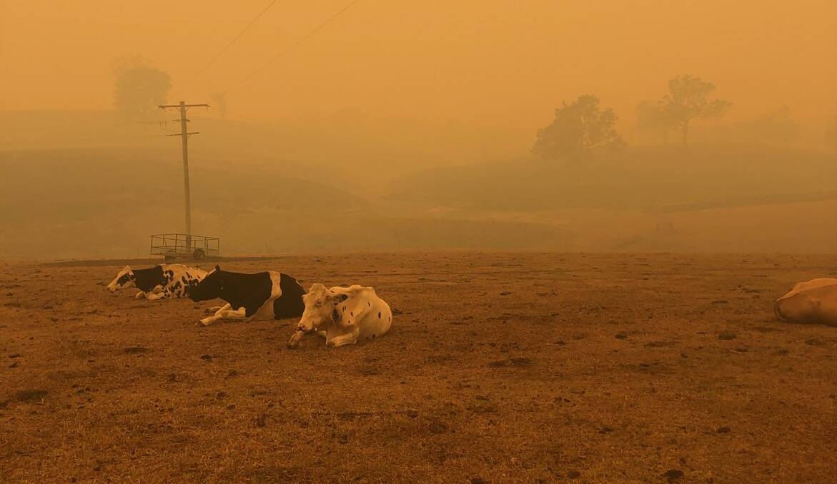 Dairy cows at Rocky Allen's Cobargo, NSW, property, a farming community hit hard by the fires. Photo by Rocky Allen.