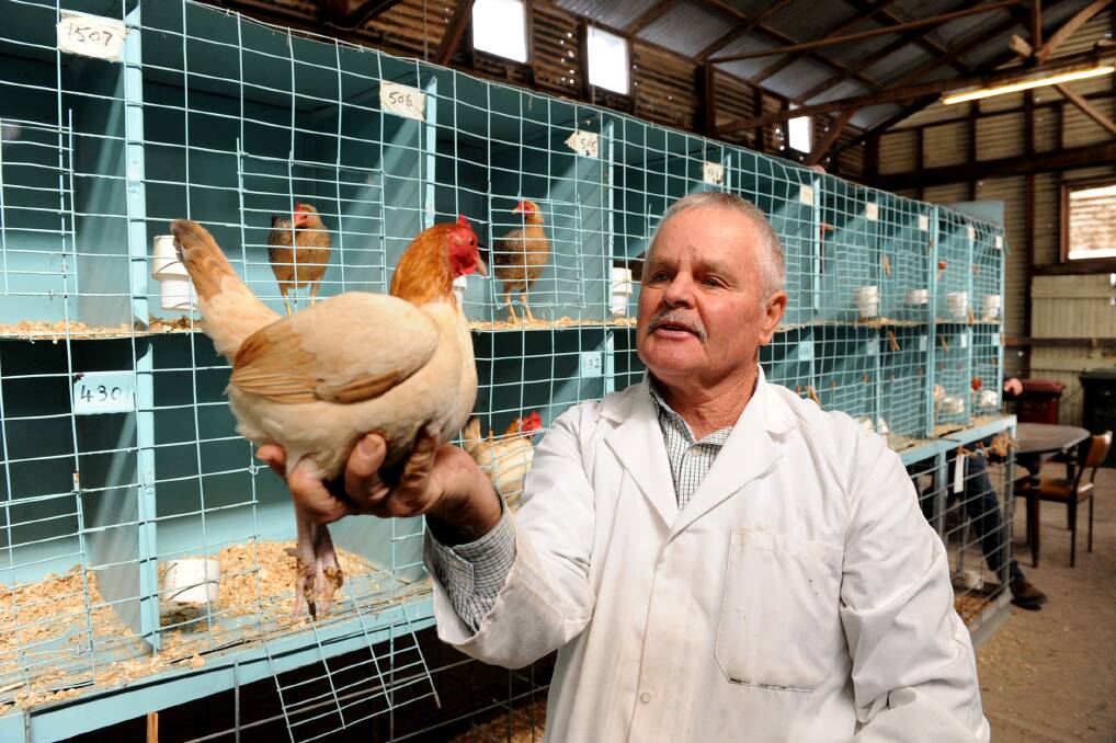 FAIR GAME: Judge Alan Lawrence looks at an entrant in the Wimmera Poultry Club show in 2017. Picture. FILE