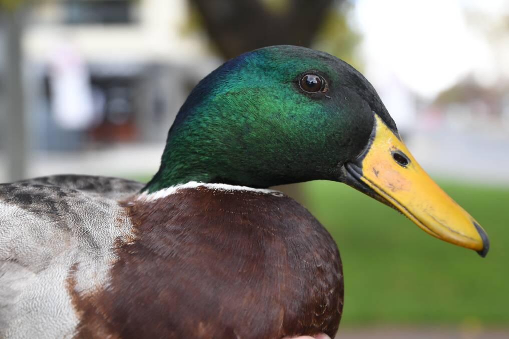 BEAUTY: A wide range of poultry and waterfowl, including chickens, ducks and turkeys, will be on display. Picture: ALEX DALZIEL