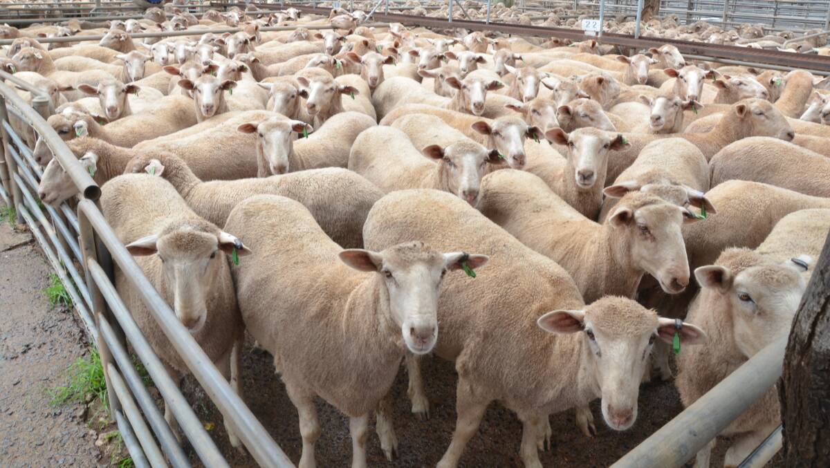 INDUSTRY WOES: A look at why sheep prices have fallen below year-ago levels.