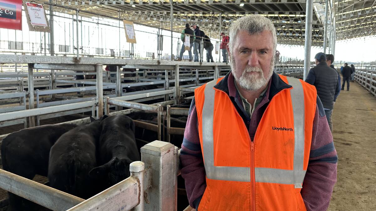Vince Pevitt, Clayhut, Penshurst, sold about 20 Angus-cross, 500kg, for 320c/kg or $1600 at Mortlake's store cattle sale on Thursday. Picture supplied 