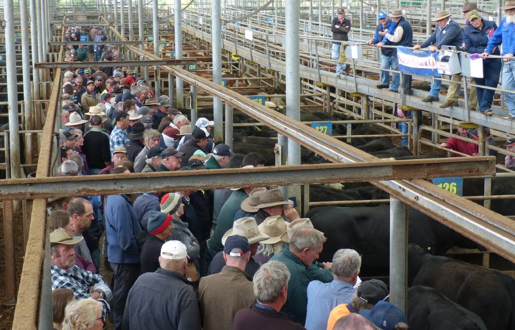 SOUTHERN: Autumn calves will be sold at a series of regular fortnightly store sales at the Victorian Livestock Exchange at Leongatha in early 2022.