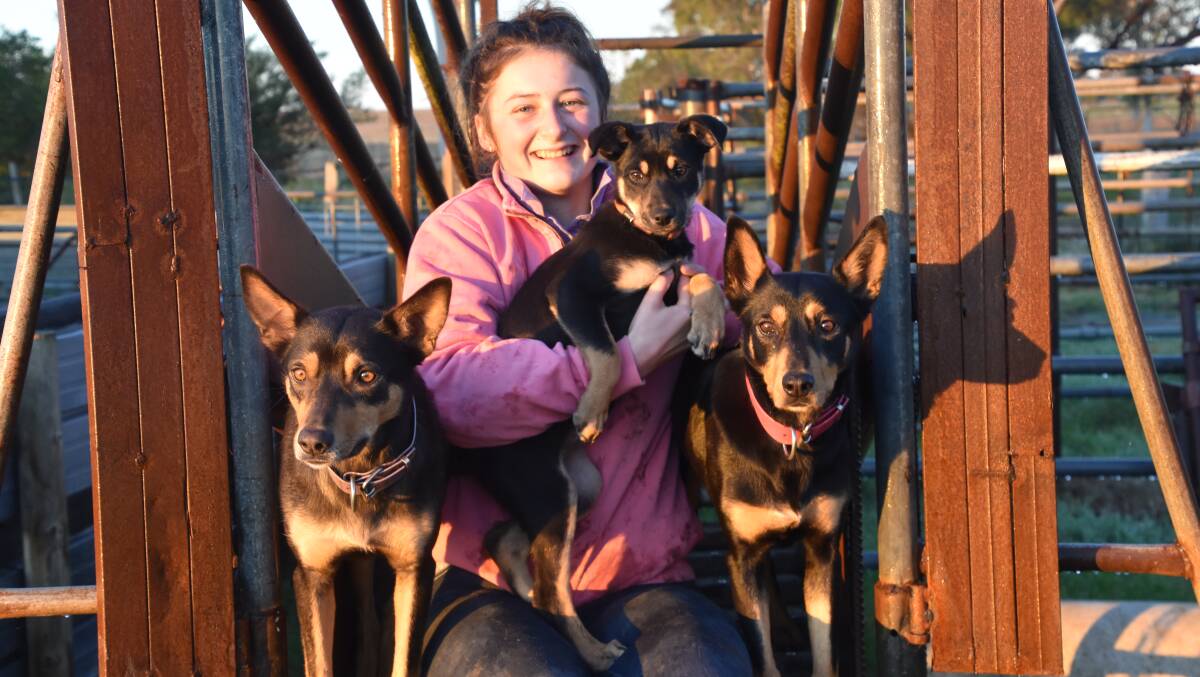 GIVING IT A GO: Hannah Perkins spends hours each week taking photos of her Kelpies for her Instagram account, The Kelpie Clan.