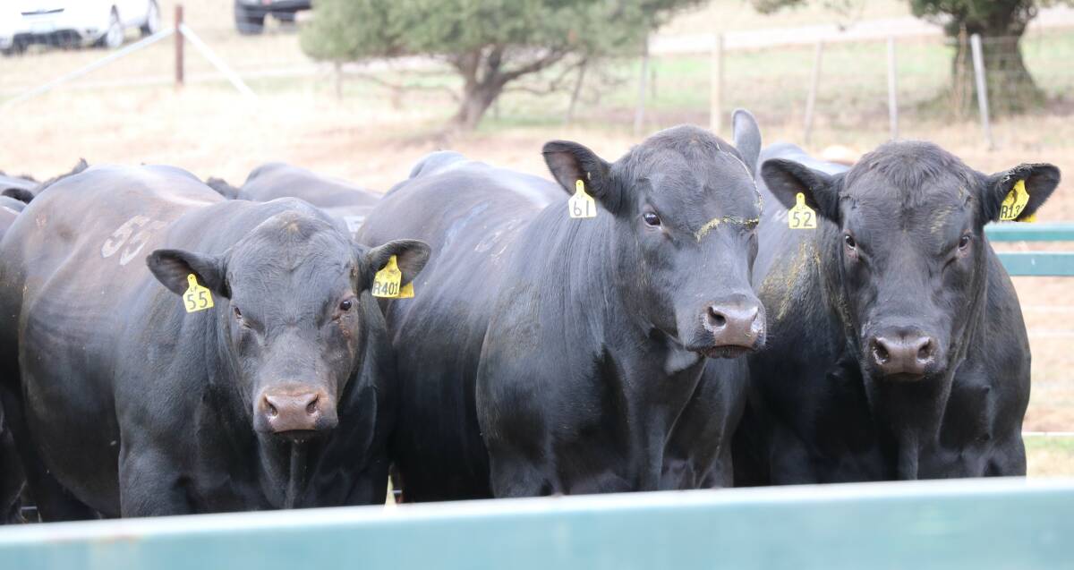Victoria and Tasmania's best beef studs for 2022 have been revealed.