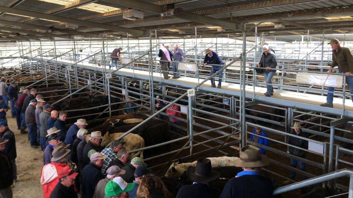 QUALITY SOUGHT: Demand for well-bred cattle remained strong at Bairnsdale's store sale last week.