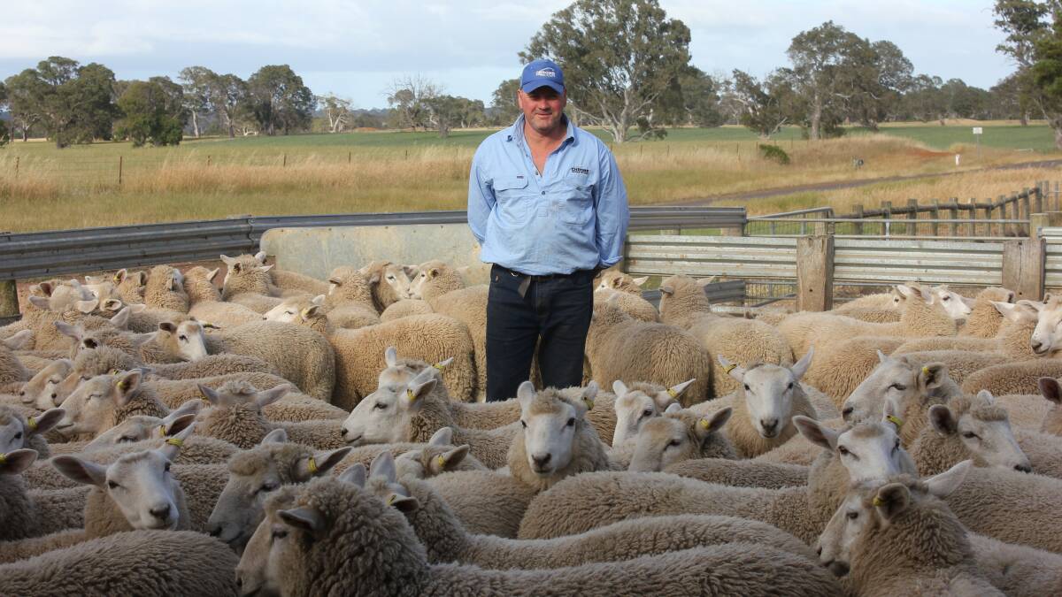 Chrome Sheep studs co-principal Matt Tonissen, Yulecart, with some of the top-priced ewe lambs which sold to $296 this week.
