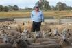 Chrome maternal ewes sell for $360 as ewe lambs sell to $296