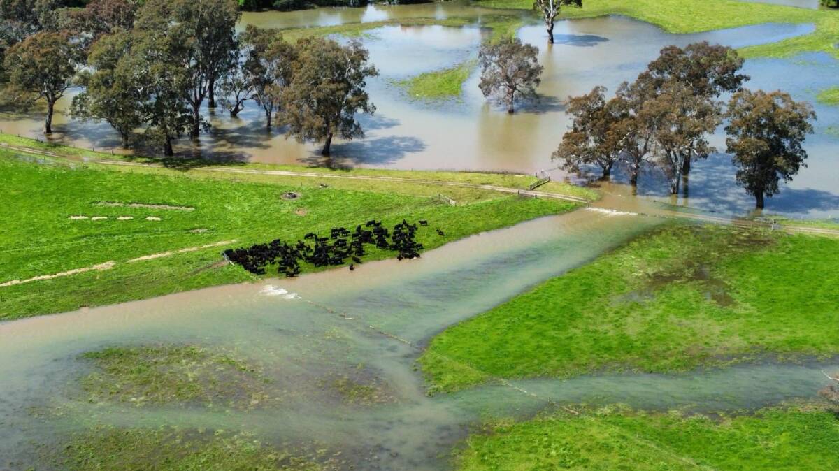 A farmer has captured the moment graziers mustered cows and calves through high floodwater, revealing the moment you could see only the heads of some of the cattle. Picture by Aidan Embling.