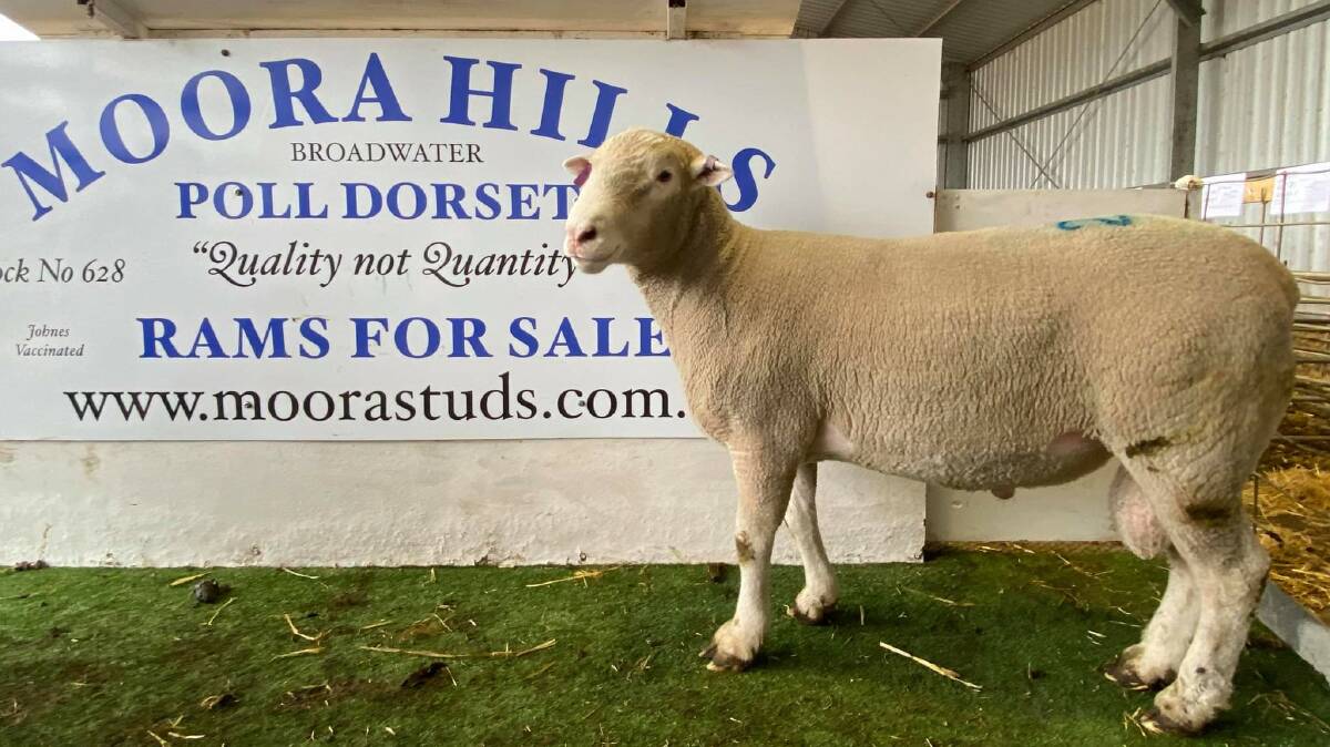 SALE-TOPPER: Moora Hills' top-priced ram, Lot 20 200228, went under the hammer for $2100 on Wednesday.