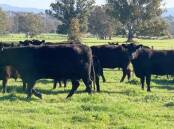 FINED: The Gippsland farmer was fined over a string of animal cruelty charges. File photo.