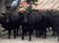 ONLINE AUCTION: Some of the top-priced cows sold by Panshanger Estate last week.