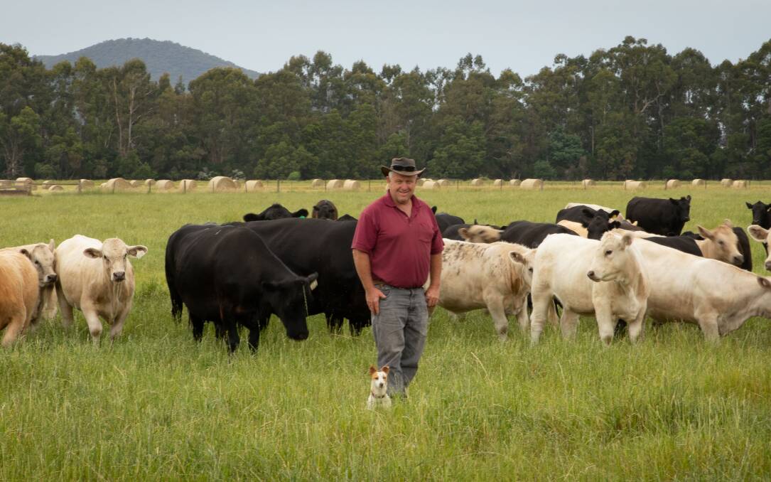 SOLID LINES: Tarrawarra Abbey farm manager Leon Schreiber, Yarra Glen, says the draft of mixed-sex weaners are among the best he has seen. Photo by Julia Rosemary Photography.