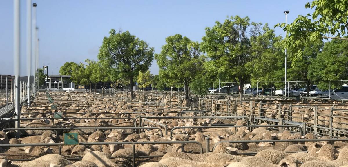 RESULT: Prices were significantly stronger at the Ouyen Livestock Exchange last Thursday, up to $25-$35 dearer across most grades of sheep and lambs.