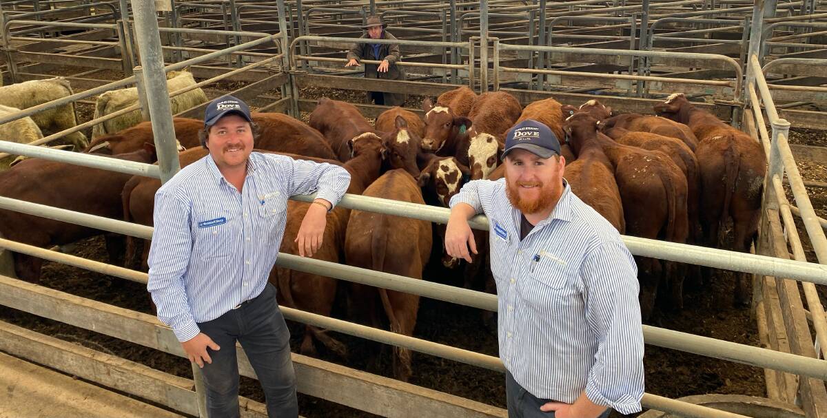 Charles Stewart Dove auctioneer Shelby Howard and agent Andrew Dalton with a pen of Hereford/Santa-cross steers, 11-12 months, which sold $2000 at Colac.