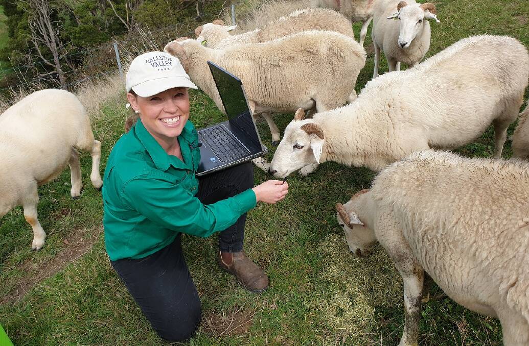 TAKING IT TO THE SHEEP: Wiltshire Horn breeder Jill Noble, Hallston Valley, has launched a new podcast for sheep breeders.
